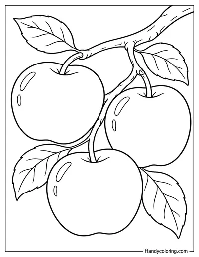 Apples Hanging from a Branch