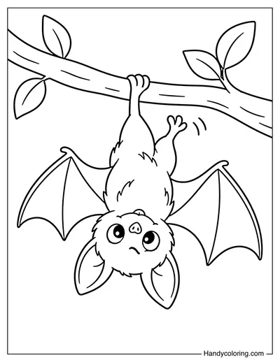 Baby Bat Learning to Hang Upside Down