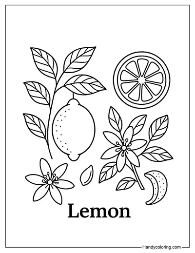 Botanical Lemon Study Coloring Page
