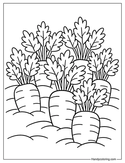 Carrots Growing in Soil