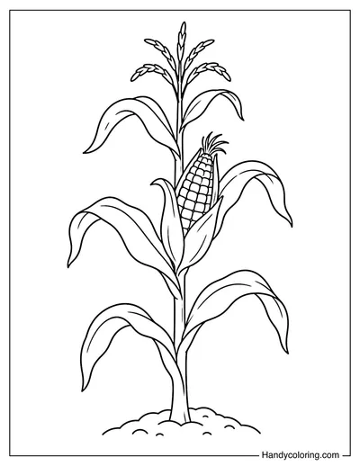 Corn Cob Growing on Tall Stalk