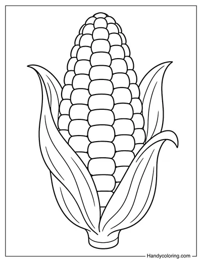 Corn Cob with Partially Peeled Husks