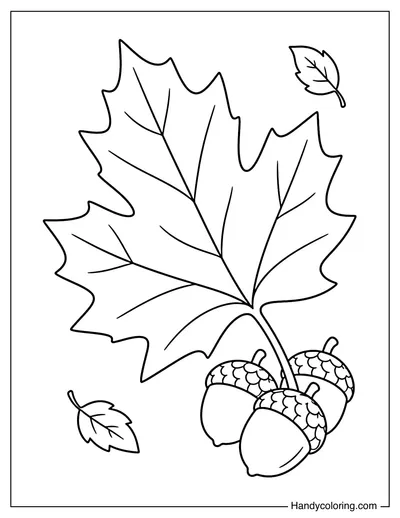 Giant Maple Leaf with Acorns