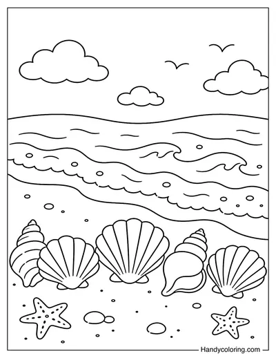 Seashell Line Along the Shore