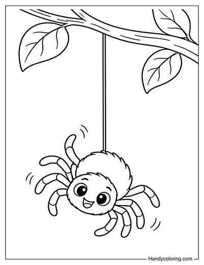 Spider Sliding Down a Silk Thread
