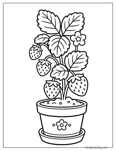 Strawberry Plant in Pot