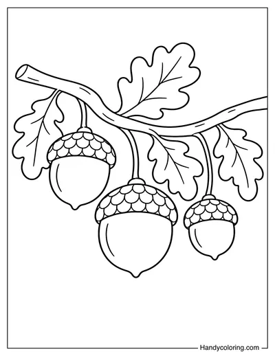 Three Acorns Hanging from Oak Branch