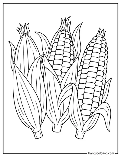 Three Corn Cobs with Different Husks