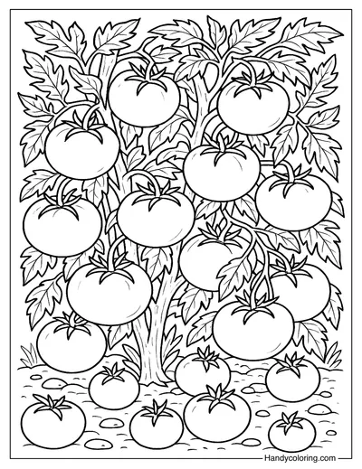 Tomato Garden Coloring Page Free Printable