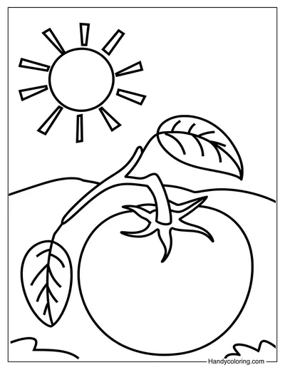 Tomato in the Sun Coloring Page